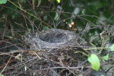 Amsel-10-Tag-6.jpg